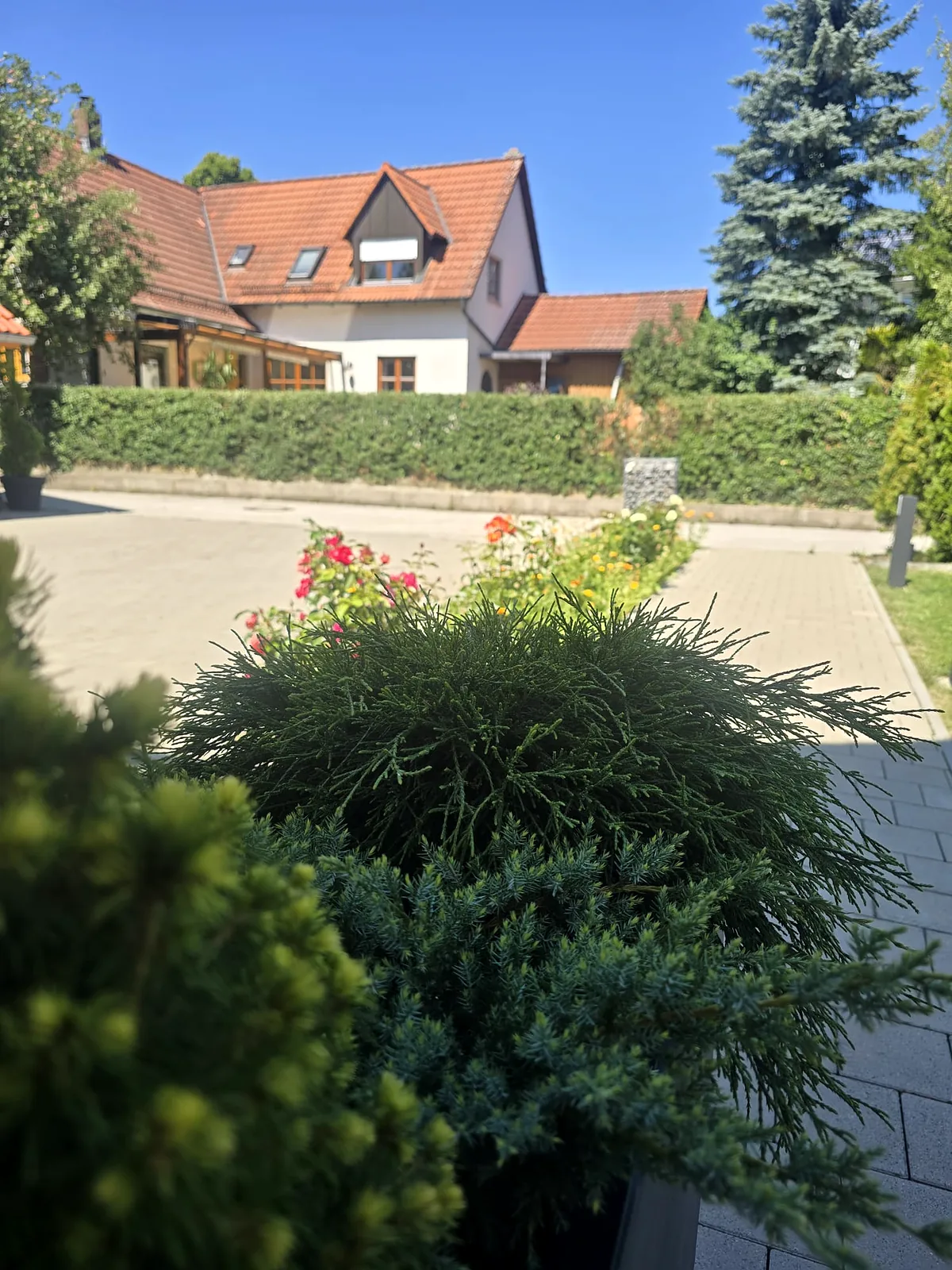Garten mit Rosen und Blick auf das Haus