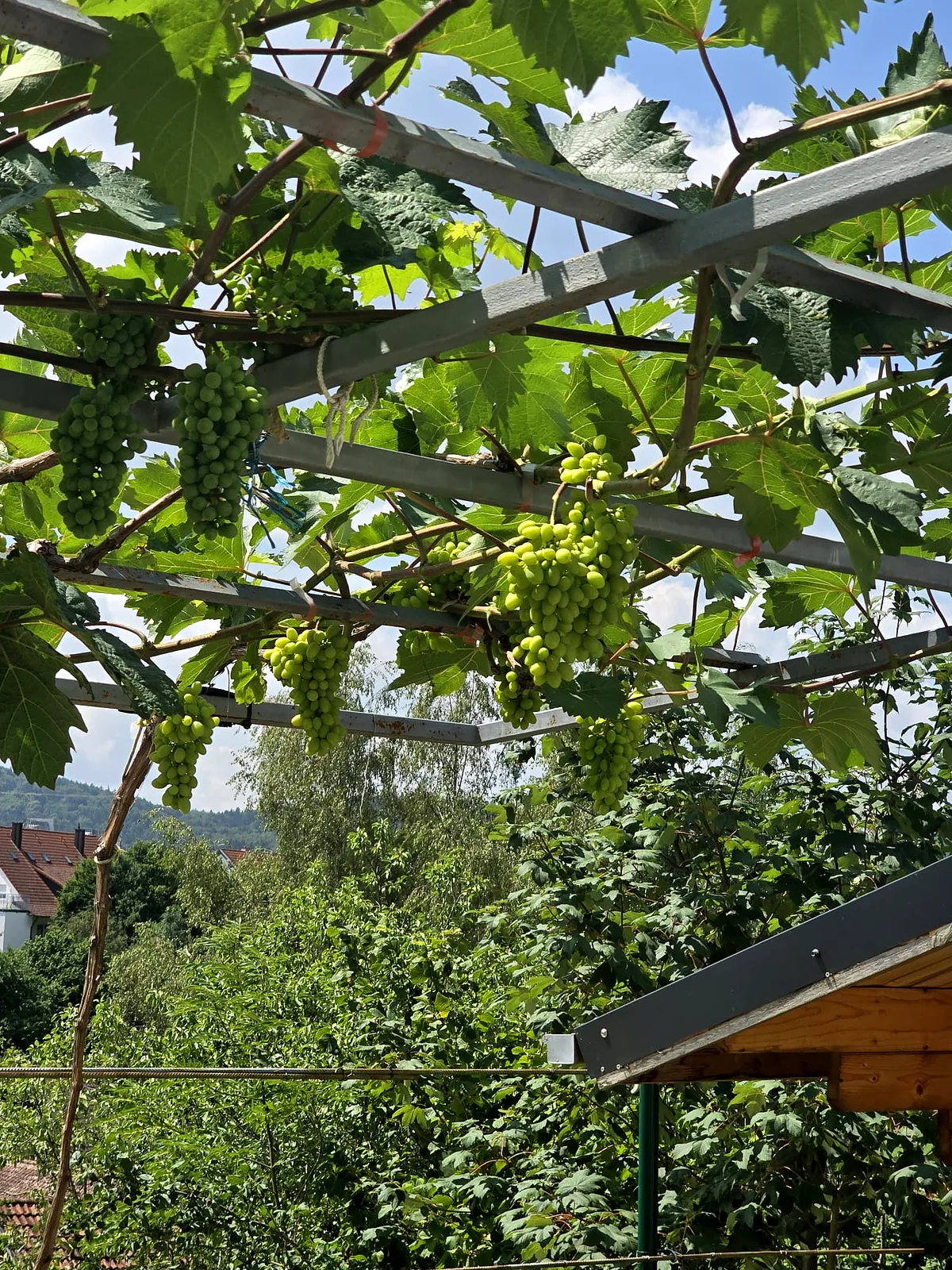 Weinreben auf der Pergola